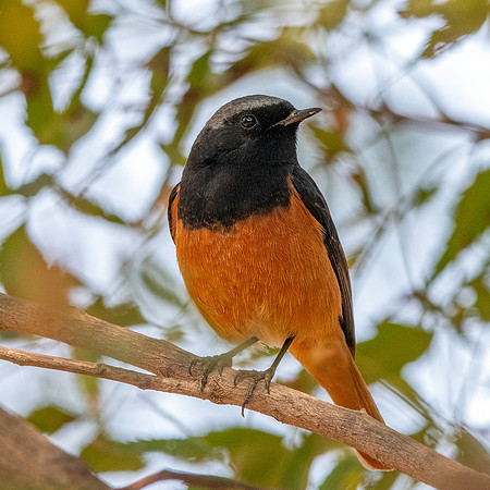 Black redstart