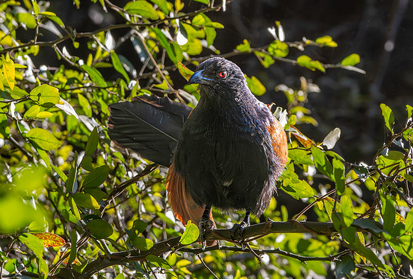 Greater Coucal