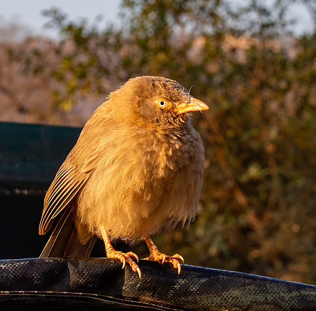 Jungle babbler