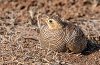 Painted sandgrouse