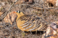 Painted sandgrouse