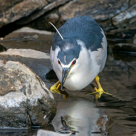 Black crowned night heron