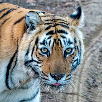 Tigress