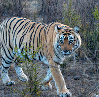 Tigress