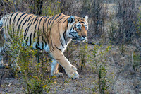Tigress