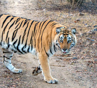 Tigress