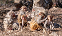 Macaque family