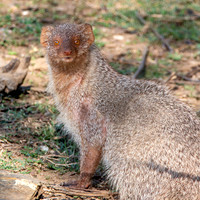 Indian grey mongoose