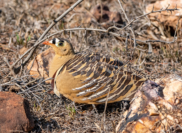 Painted sandgrouse, male