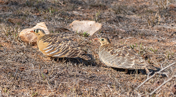 Male and female Painted sandgrouse