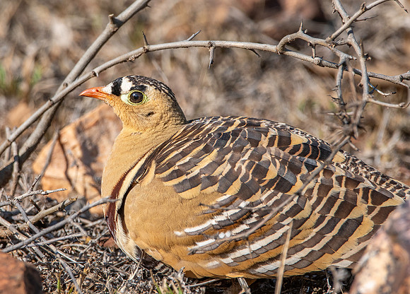 Painted sandgrouse, male