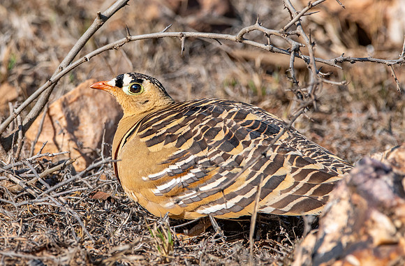 Painted sandgrouse, male