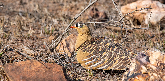 Painted sandgrouse, male