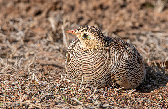 Female Painted sandgrouse