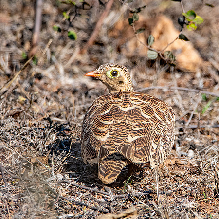 Female Painted sandgrouse