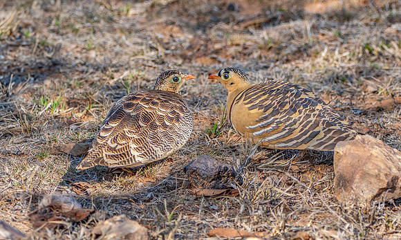 Male and female Painted sandgrouse