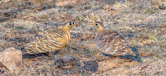Male and female Painted sandgrouse