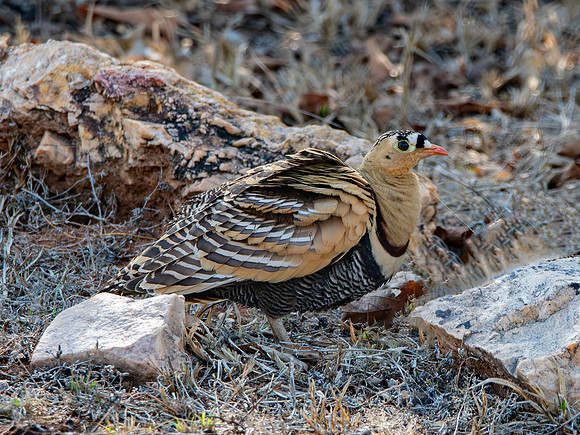 Painted sandgrouse, male