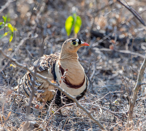 Painted sandgrouse, male