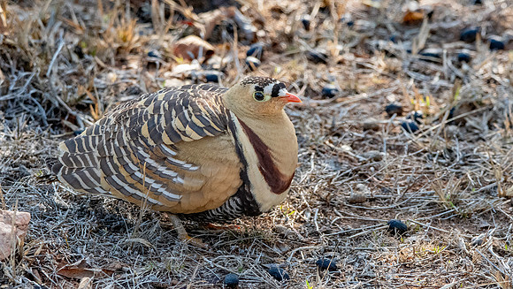 Painted sandgrouse, male