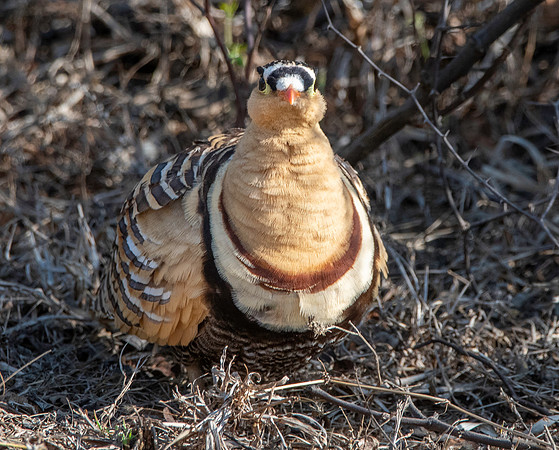 Painted sandgrouse, male