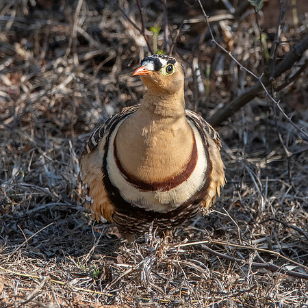 Painted sandgrouse, male