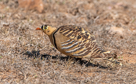 Painted sandgrouse