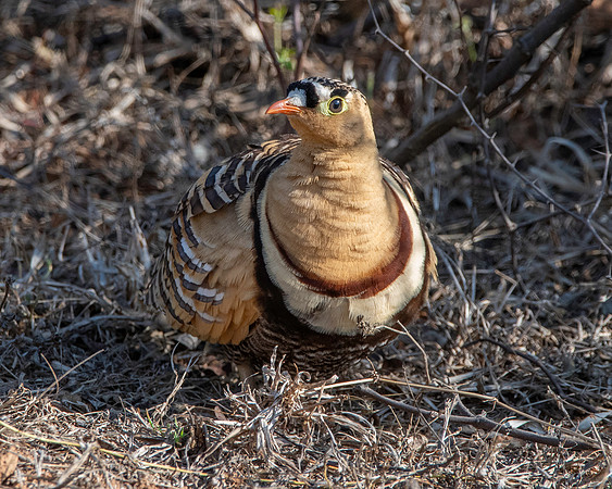 Painted sandgrouse, male