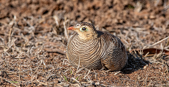 Female Painted sandgrouse