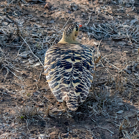 Painted sandgrouse