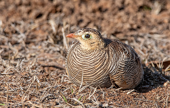 Female Painted sandgrouse