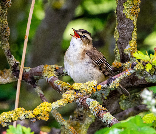 Sedge warbler