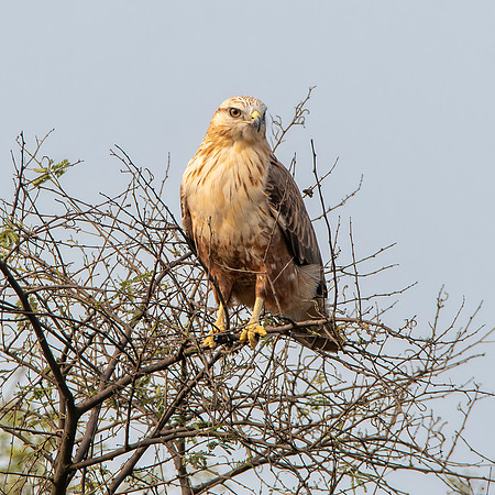 Long legged buzzard
