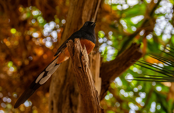 White rumped shama