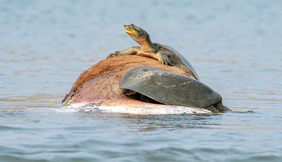 Indian softshell turtle