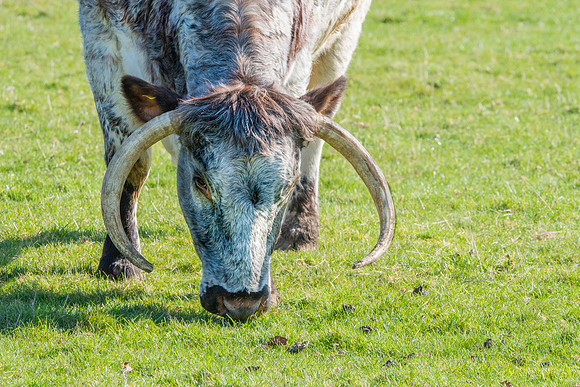 English longhorn cattle