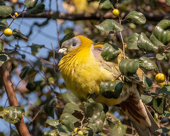 Yellow footed green pigeon