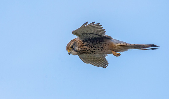 Common Eurasian kestrel