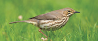 Mistle thrush