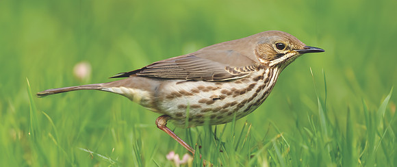 Mistle thrush