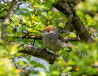 Blackcap, female