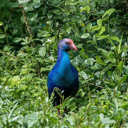 Purple gallinule