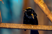 Fulvous crested tanager