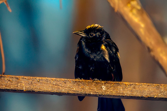 Fulvous crested tanager