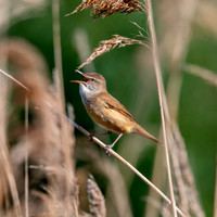 Great Reed Warbler, singing