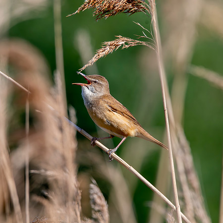 Great Reed Warbler, singing
