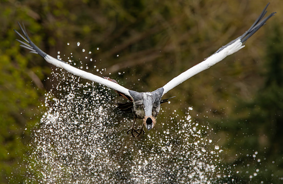 Black crowned crane