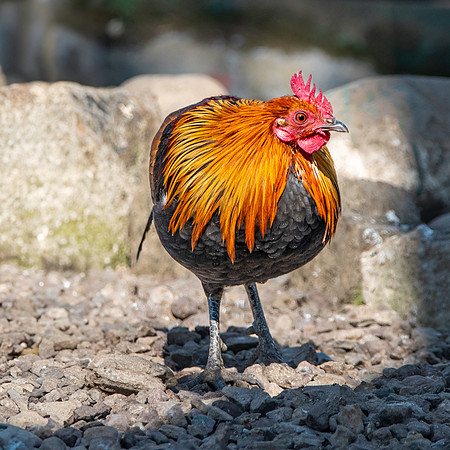 Red junglefowl