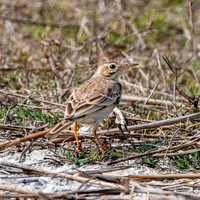 Paddyfield Pipit