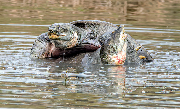 Indian softshell turtle